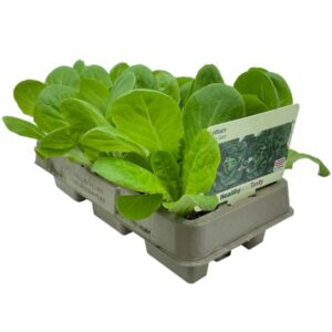 Lettuce Little Gem Plant 9 Pack