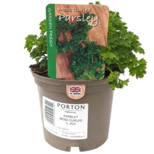 Moss Curled Parsley 1 Litre Pot