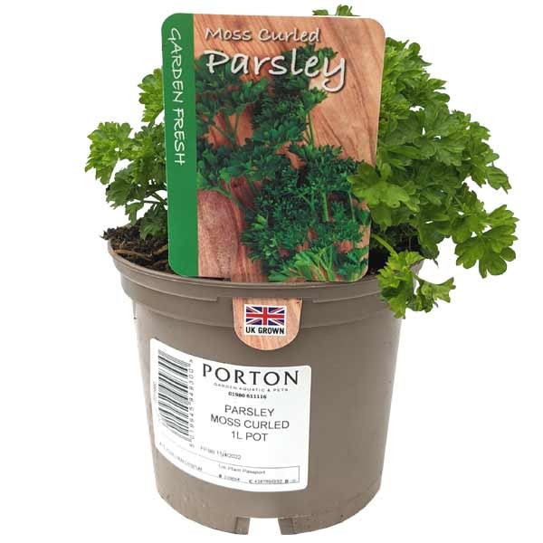 Moss Curled Parsley 1 Litre Pot 1 Moss Curled Parsley 1 Litre Pot