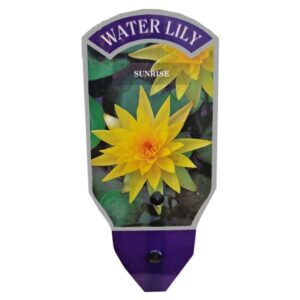 Waterplant Pond Water Lily Sunrise