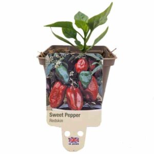 Sweet Pepper Redskin 9cm Pot