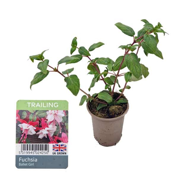 Fuchsia Trailing Ballet Girl 9cm Pot 1 Fuchsia Trailing Ballet Girl 9cm Pot