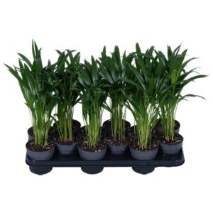 Areca Palm (Dypsis lutescens) 10.5cm