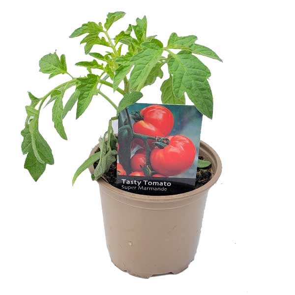 Tasty Tomato Super Marmande Pot 1 Tasty Tomato Super Marmande Pot