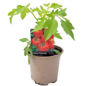 Tasty Tomato Moneymaker Pot