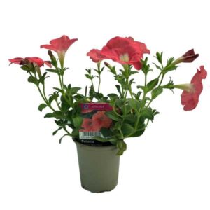 Petunia Surfinia Pegasus Table Coral 9cm Pot