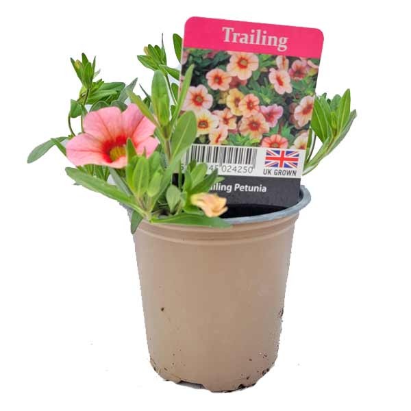 Petunia Tailing Mini Mango 9cm Pot 1 Petunia Tailing Mini Mango 9cm Pot