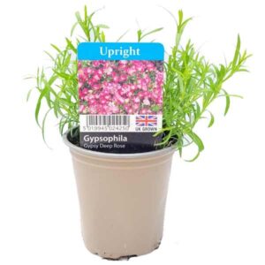 Gypsophila Gypsy Deep Rose 9cm Pot