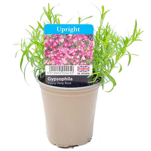 Gypsophila Gypsy Deep Rose 9cm Pot