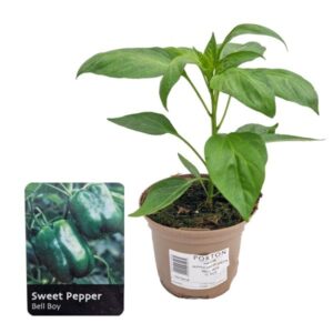 Pepper Sweet "Bell Boy" F1 (Capsicum annum) 1 Litre Pot