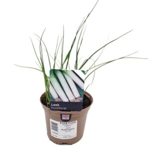 Leek Musselburgh 1 Litre Pot