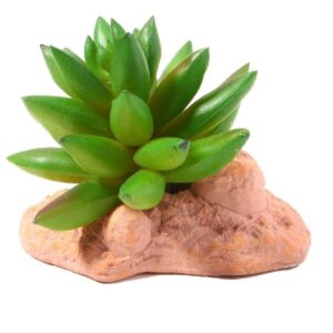 Betta Terra Succulent Plant Ornament 10cm