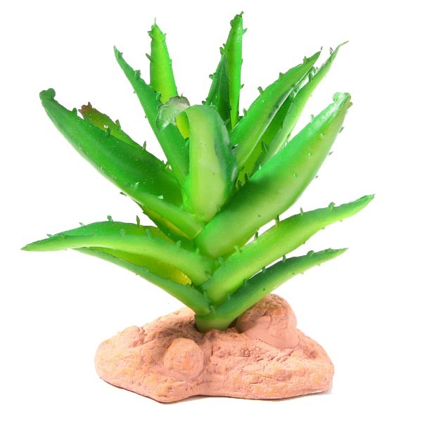 Betta Terra Succulent Plant Ornament 13cm 1 Betta Terra Succulent Plant Ornament 13cm