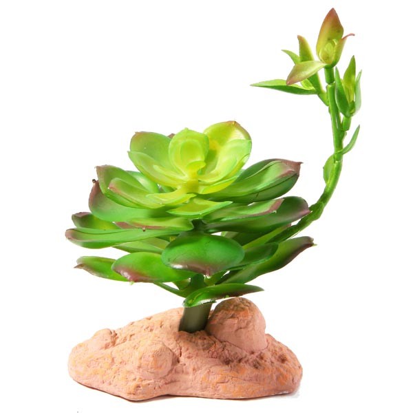 Betta Terra Succulent Plant Ornament 17cm 1 Betta Terra Succulent Plant Ornament 17cm