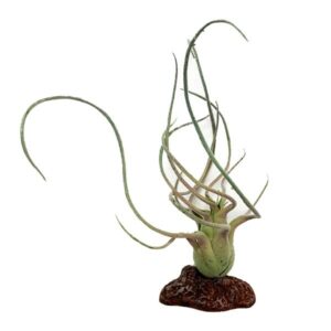 Betta Terra Air Plant Ornament 21cm
