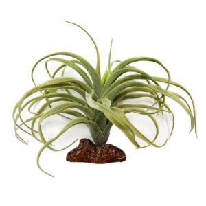 Betta Terra Air Plant Ornament 19cm