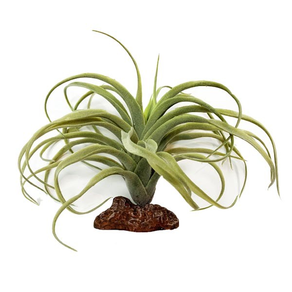 Betta Terra Air Plant Ornament 19cm 1 Betta Terra Air Plant Ornament 19cm