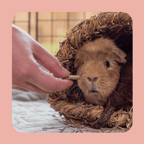 Burgess Excel Forage & Feast Hay Bar with Rose 60g 3 Burgess Excel Forage & Feast Hay Bar with Rose 60g - Image 3