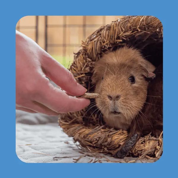 Burgess Excel Forage & Feast Hay Bar with Cornflower 60g 3 Burgess Excel Forage & Feast Hay Bar with Cornflower 60g - Image 3