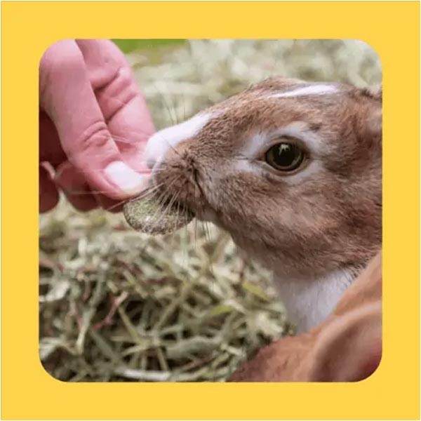 Burgess Excel Forage & Feast Hay Bar with Marigold 60g 3 Burgess Excel Forage & Feast Hay Bar with Marigold 60g - Image 3