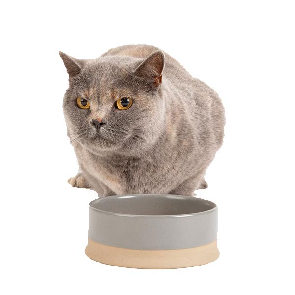Scruffs Non Tip Pet Food & Water Bowl Grey 20cm 3 Scruffs Non Tip Pet Food & Water Bowl Grey 20cm - Image 3