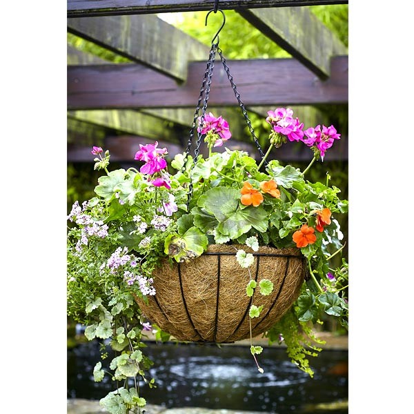 Tom Chambers Traditional Hanging Basket 35cm 2 Tom Chambers Traditional Hanging Basket 35cm - Image 2