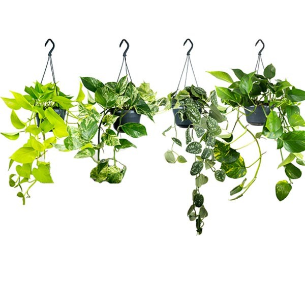 Epiprenmum/Scindapsus Assorted 15cm Hanging Pot 1 Epiprenmum/Scindapsus Assorted 15cm Hanging Pot