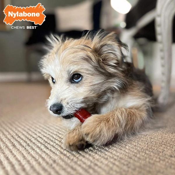 Nylabone Power Chew Basted Blast Dual Flavored Small 2 Nylabone Power Chew Basted Blast Dual Flavored Small - Image 2