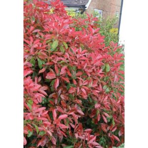 Red Robin Photinia x Fraseri 3 Litres
