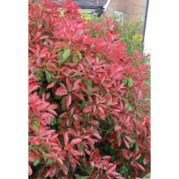 Red Robin Photinia x Fraseri 3 Litres