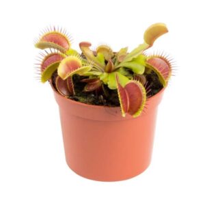 The Horti House Carnivorous Dionaea Musciplula Venus Flytrap 8.5cm Pot
