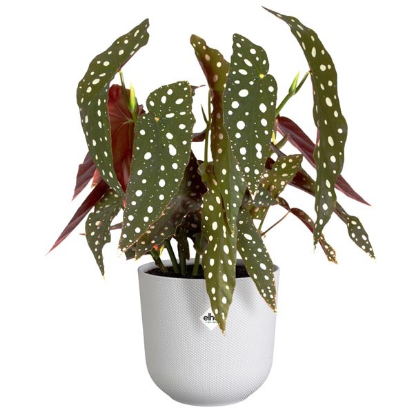 Elho Jazz Round Silky White 14cm Flower Pot 4 Elho Jazz Round Silky White 14cm Flower Pot - Image 4