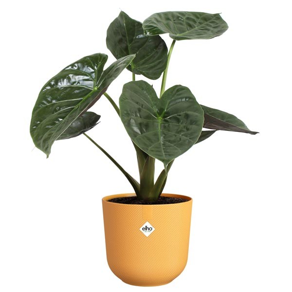 Elho Jazz Round Amber Yellow 16cm Flower Pot 4 Elho Jazz Round Amber Yellow 16cm Flower Pot - Image 4