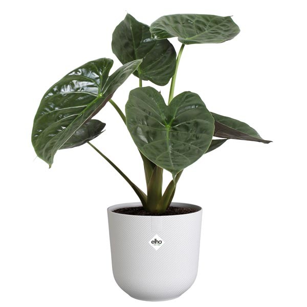 Elho Jazz Round Silky White 16cm Flower Pot 4 Elho Jazz Round Silky White 16cm Flower Pot - Image 4