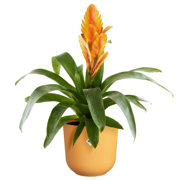Elho Jazz Round Amber Yellow 19cm Flower Pot 4 Elho Jazz Round Amber Yellow 19cm Flower Pot - Image 4