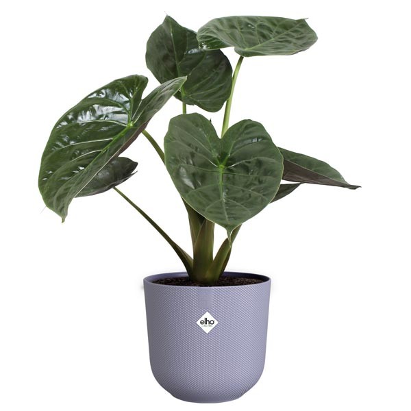 Elho Jazz Round Lavender Lilac 19cm Flower Pot 4 Elho Jazz Round Lavender Lilac 19cm Flower Pot - Image 4