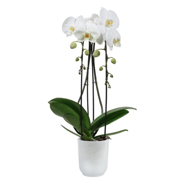 Elho Vibes Fold Orchid High Transparent 12.5cm Flower Pot 4 Elho Vibes Fold Orchid High Transparent 12.5cm Flower Pot - Image 4
