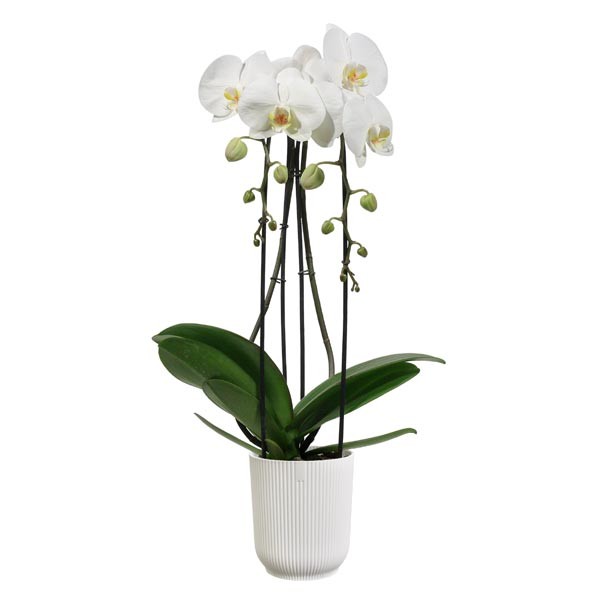 Elho Vibes Fold Orchid High Silky White 12.5cm Flower Pot 4 Elho Vibes Fold Orchid High Silky White 12.5cm Flower Pot - Image 4