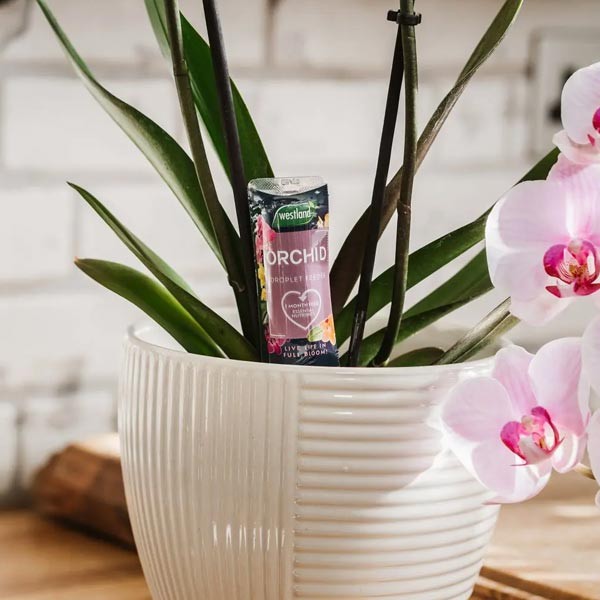Westland Orchid Droplet Feeder Single 20ml 2 Westland Orchid Droplet Feeder Single 20ml - Image 2