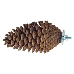 Northern Parrot Pine Cone Perch & Party Fun Foraging Perch