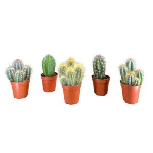 The Horti House Cacti 5.5cm Cereus & Bolcactus Mix