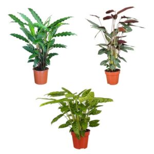 The Horti House Prayer Plant (Calathea) 17cm Mix