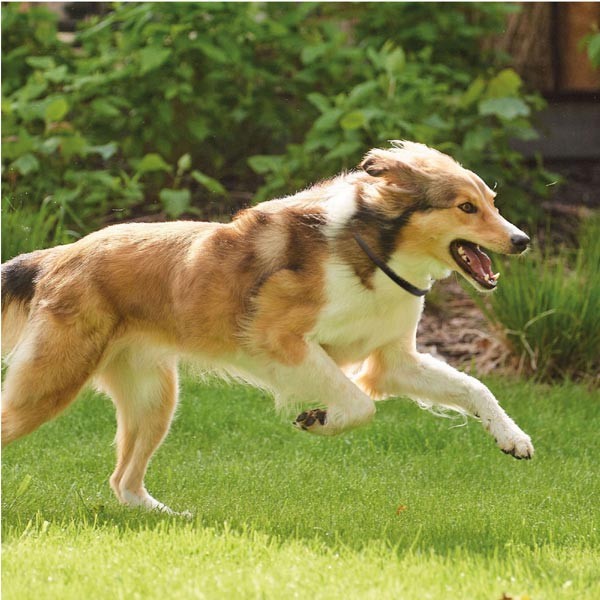 Beaphar Canishield Flea & Tick Collar for Large Dogs 4 Beaphar Canishield Flea & Tick Collar for Large Dogs - Image 4