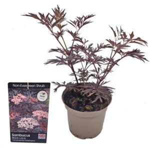 Black Lace Elder Tree (Sambucus nigra) 3 Litre Pot