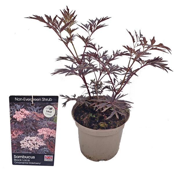 Black Lace Elder Tree (Sambucus nigra) 3 Litre Pot 1 Black Lace Elder Tree (Sambucus nigra) 3 Litre Pot