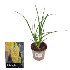 Red Hot Poker (Kniphofia Wrexham Buttercup) 2 Litre Pot