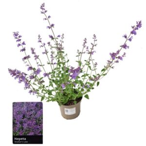 Catmint Walkers Low (Nepeta racemosa) 2 Litre pot
