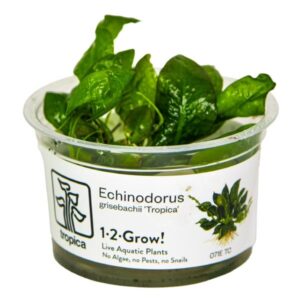 Tropica 1-2-Grow! Echinodorus grisebachii 'Tropica' Pot