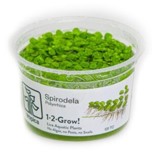 Tropica 1-2-Grow! Spirodela polyrrhiza Pot