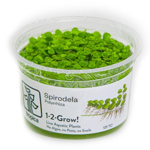 Tropica 1-2-Grow! Spirodela polyrrhiza Pot 1 Tropica 1-2-Grow! Spirodela polyrrhiza Pot
